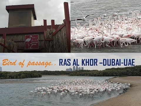 Ras Al Khor wildlife sanctuary – Dubai