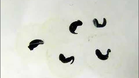 time lapse: frog spawn