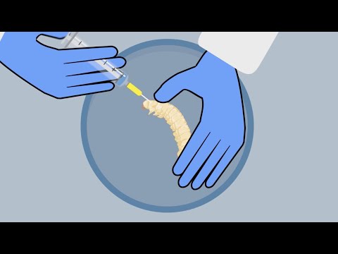 Could caterpillars accelerate respiratory superbug research?