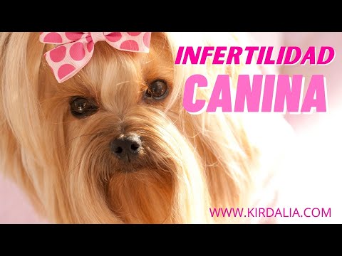 Video: Infertilidad En Perros Machos