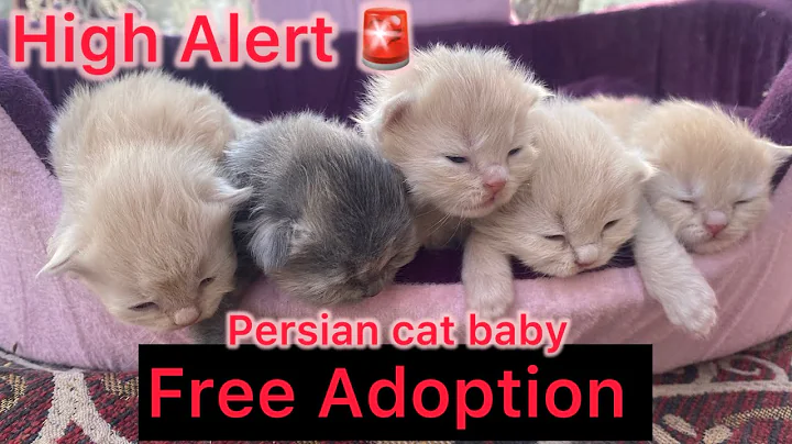 Video 11757021: persian kitten adoption, persian cat adoption, persian cat baby, beautiful persian kitten, kitten home, cute kitten, meow