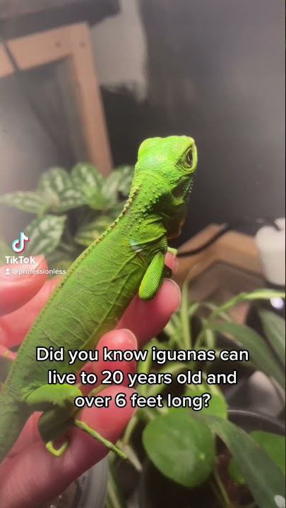 Did you know this about iguanas? 🤫🐉