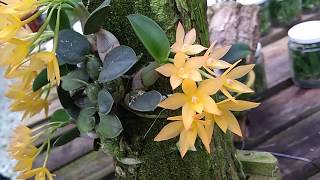 ORQUÍDEA Sophronitis cernua var. FLAVA do amigo André Tedesco. - thptnganamst.edu.vn