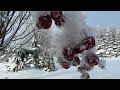 Winter Wonderland! A Glimpse of the Magic of Hoar Frost