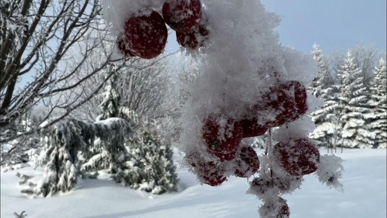 Winter Wonderland! A Glimpse of the Magic of Hoar Frost 