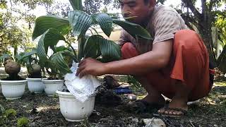 CARA MEMPERCEPAT PERTUMBUHAN AKAR TAMBAHAN PADA BONSAI KELAP CARA MEMPERCEPAT PERTUMBUHAN AKAR TAMBAHAN PADA BONSAI KELAP