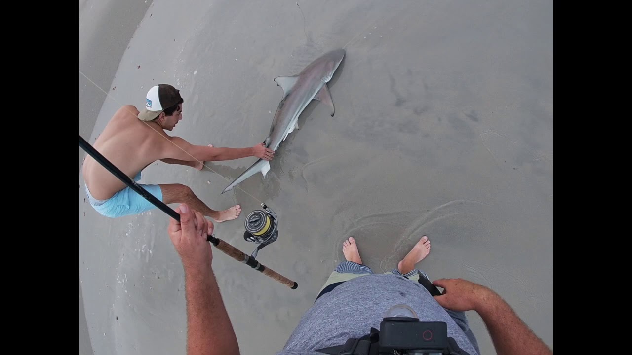 spinner sharks all over the beach fun spinning rod action YouTube