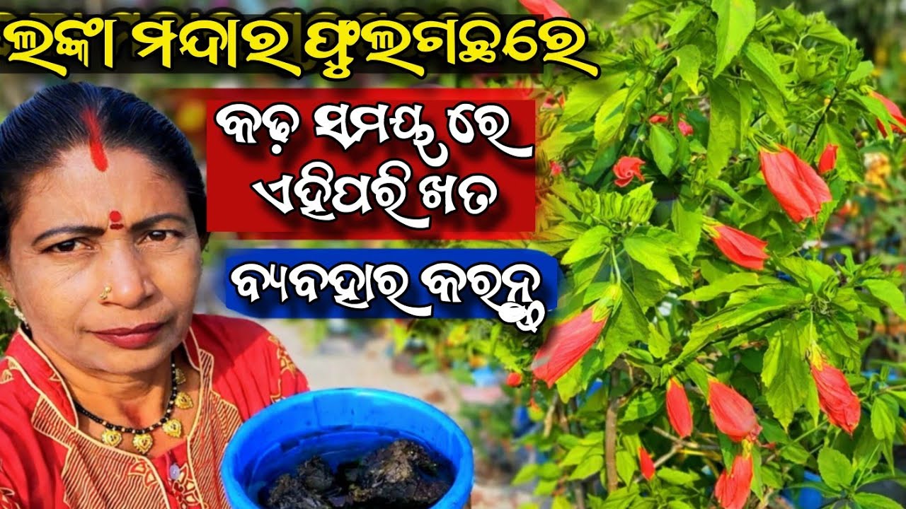 Если подкормить этим удобрением цветущие растения шри-ланкийского мандарина в сухой сезон, они об...