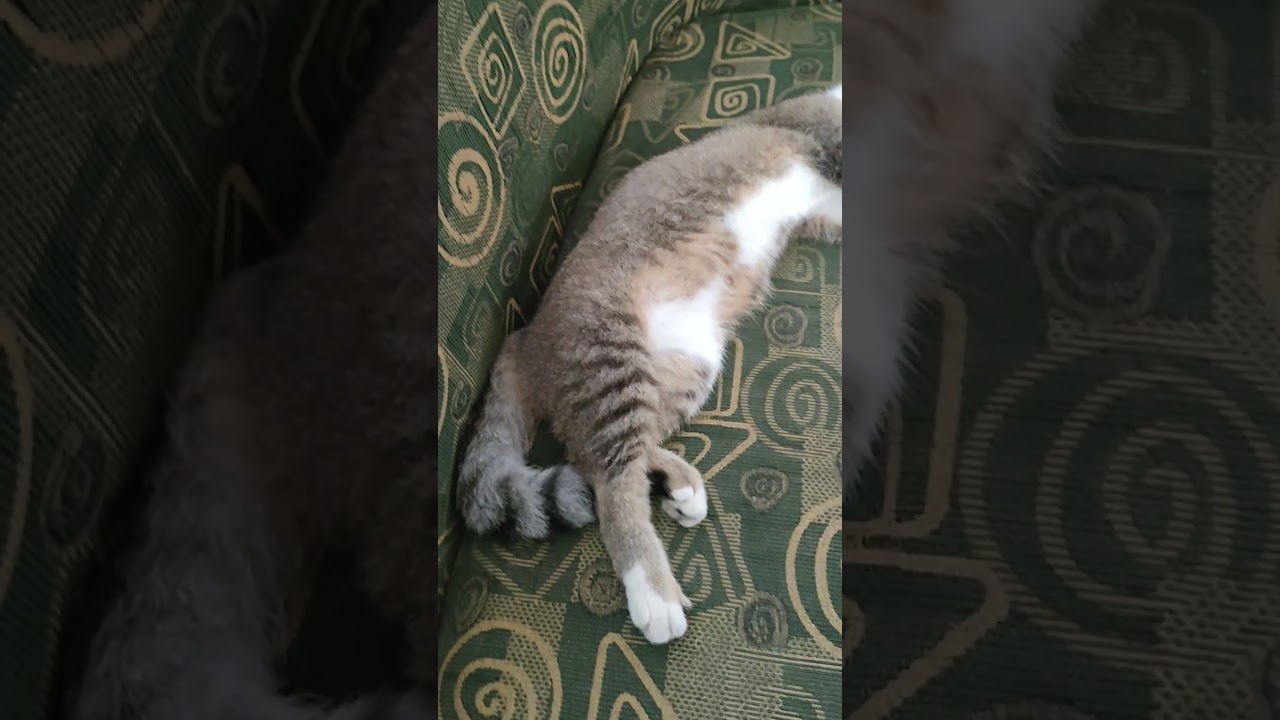 nyaman benar tidurnya#anime #animalshorts