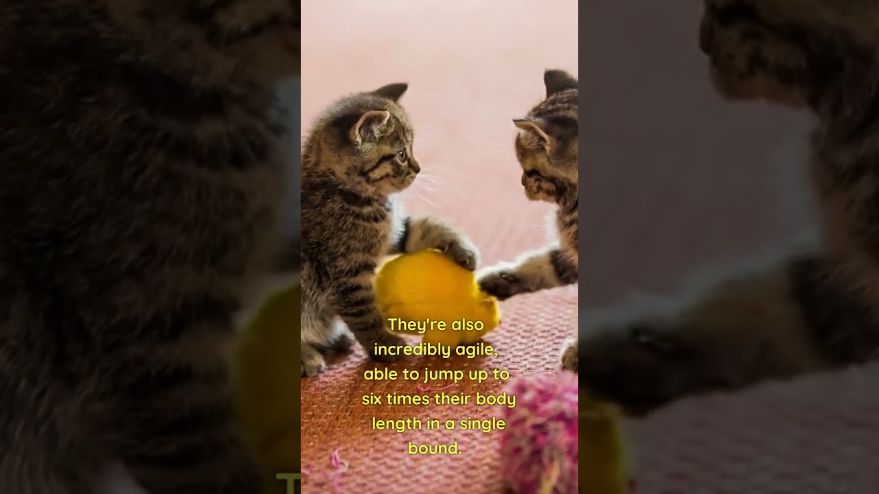 3 Fascinating Facts About Cats You Probably Didn't Know