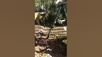 Josh from Nelson Tree Service