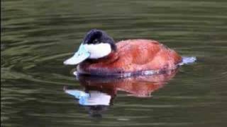 Little Pend Oreille National Wildlife Refuge