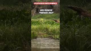 #apex #predator #wildlife #food