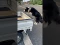 田舎のボーダーコリーあるある#shorts #ボーダーコリー #puppy #bordercollie #癒し #犬のいる生活