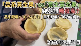 「品系黃金果」和「實生黃金果」究竟誰糖度高？2026年9月12日