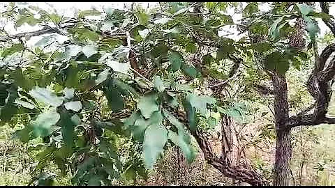 Como são as plantas do Cerrado?