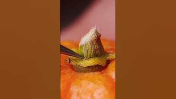 Orange Stem Macro Close-Up ASMR #asmr #satisfying #relaxing #closeup #oddlysatisfying