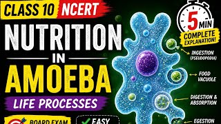 @easytopicswidme #NutritionInAmoeba#Amoeba#LifeProcesses#Class10Scienc#NCERT#Biology#Science#CBSE.