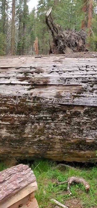 This Fallen Sequoia Tree is Not the Same as It Was - YouTube
