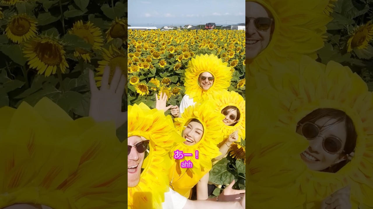 ひまわりファミリー咲いた！！🌻#ミスターヤバタン #ひまわり #田中みな実 #アンミカ #ひまわり畑