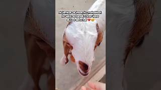 💔🥹 #viralvideo #goat #cute #beautifullgoats #ytshorts #love #beetalgoat #animals