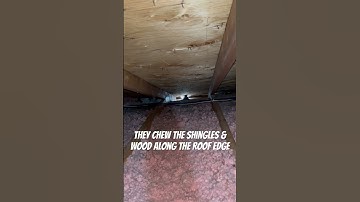 Squirrel Entry Point In Attic