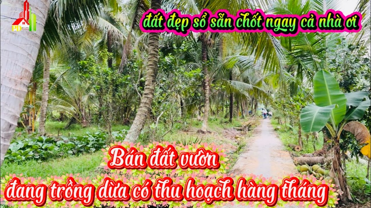 kh1974 Bán đất vườn sổ sẵn đẹp mê có thu hoạch sẳn giá cả phải chăng alo 🌹0944773589 #batdongsan 