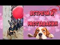 Собачья преданность или радость встреч с хозяином от Тоя. Встречи и расставания.