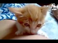 kitty-sucking-milk-on-man.flv