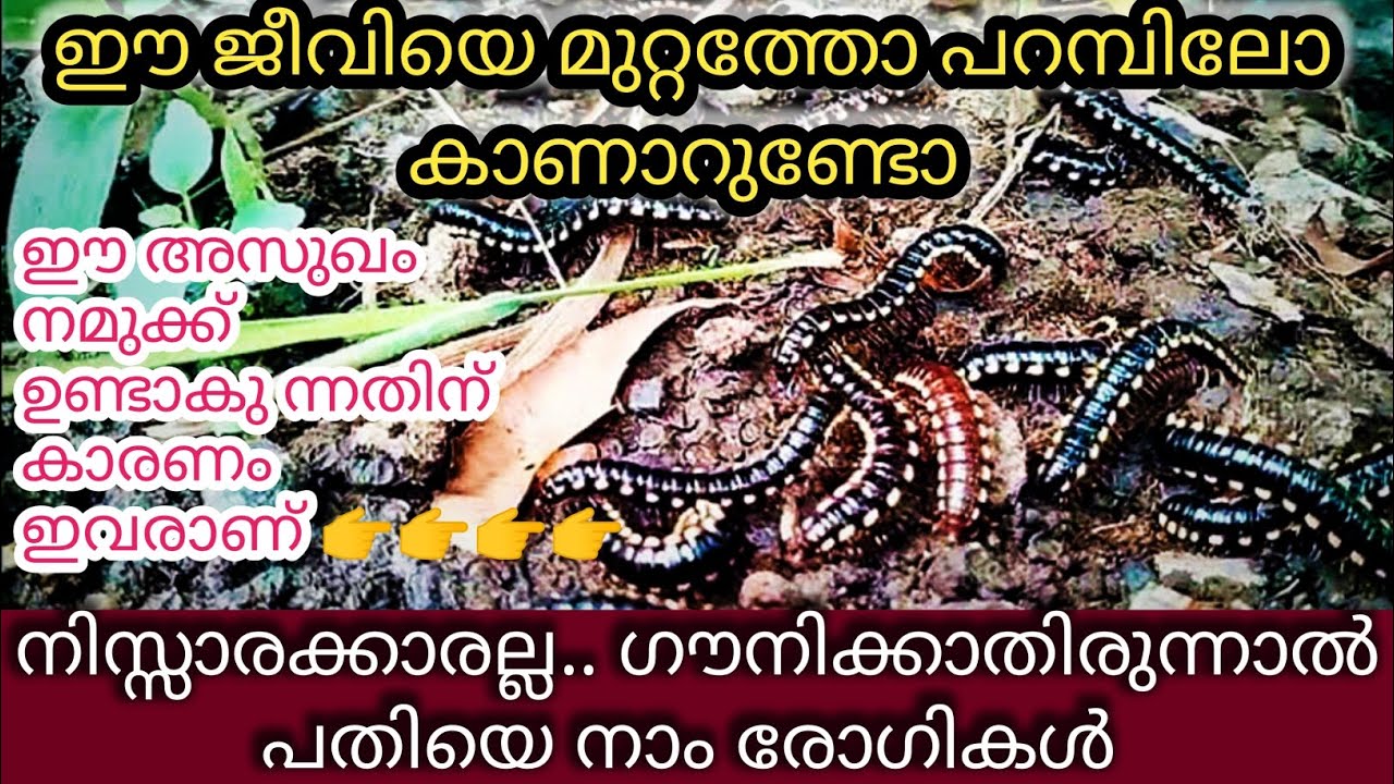 പതിയെ അസുഖം പരത്തുന്ന ഇവരെ അറിഞ്ഞിരിക്കൂ അപകടകാരികളാണിവർ ‼️#cheratta # ...