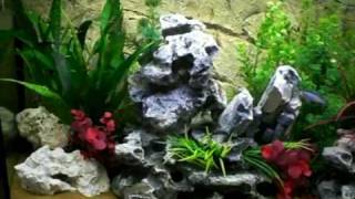 Willems Malawi Cichlide Bakkie