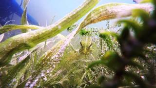 Nardymas Lietuvos Ežeruose Divemen