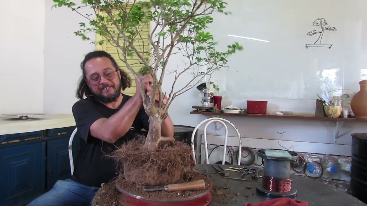 COMO FAZER UM BONSAI DE JABUTICABA // CAIPIRANHA