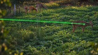 Bowhunting For the Perfect Shot on a Whitetail Deer