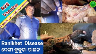 Desi Chicken Disease and Management//Ranikhet Disease//R2B Vaccine//Poultry vaccination methods