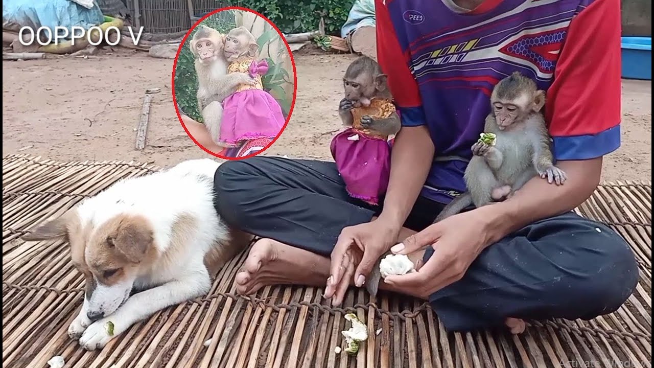 Janny and  shally waiting Brother Heng sharing  fruit to her / So Lovely Janny shally