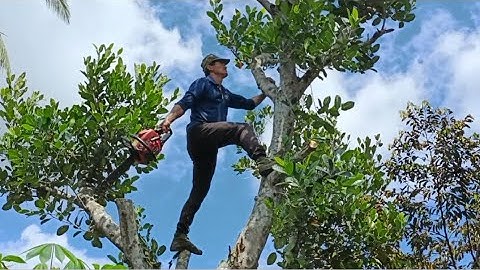 Cưa cây mít  với cây tràm bông vàng .Cưa cây kỹ thuật cao