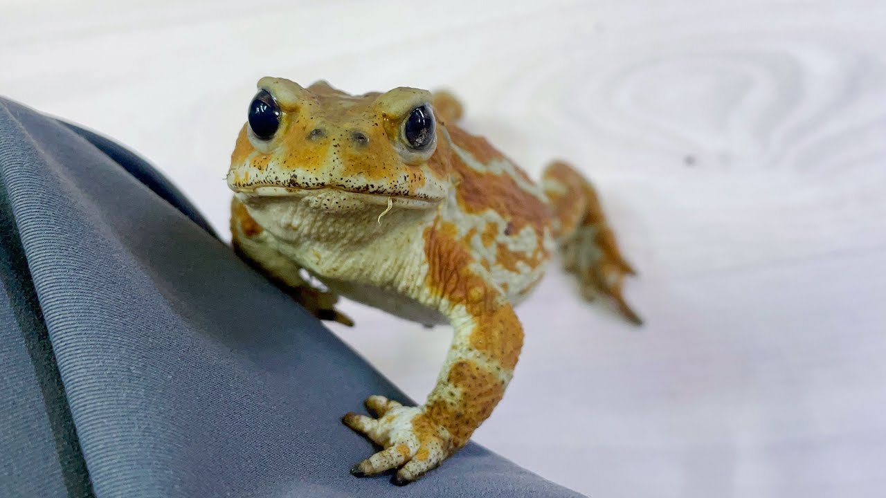 ヒロ様専用 フロッグルアー 20個セット フロッグ様専用