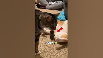 Hài hước cảnh Chú Mèo dùng chuột Troll cô Mèo #funny