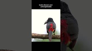 Beautiful collared aracari colors. Like &amp; follow! #wildlife #nature #birdlovers #wildlifeencounters