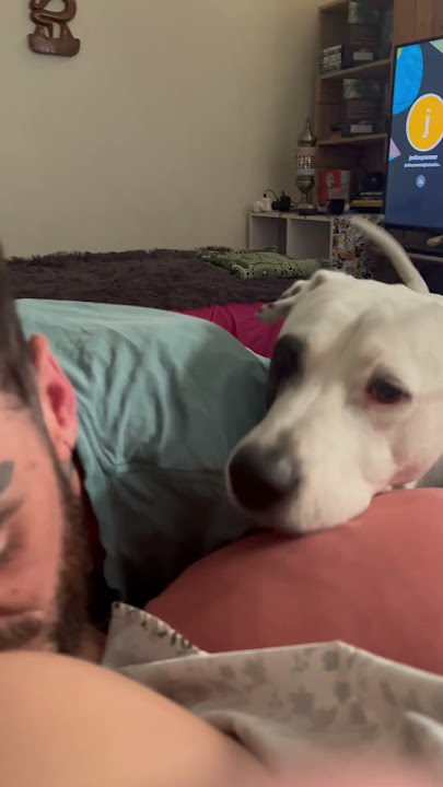 Dog Wants to Kiss Mom's Pregnant Belly Too || ViralHog