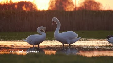 #القرآن الكريم أجمل تلاوة من القارئ خالد القحطاني #سورة_البقرة