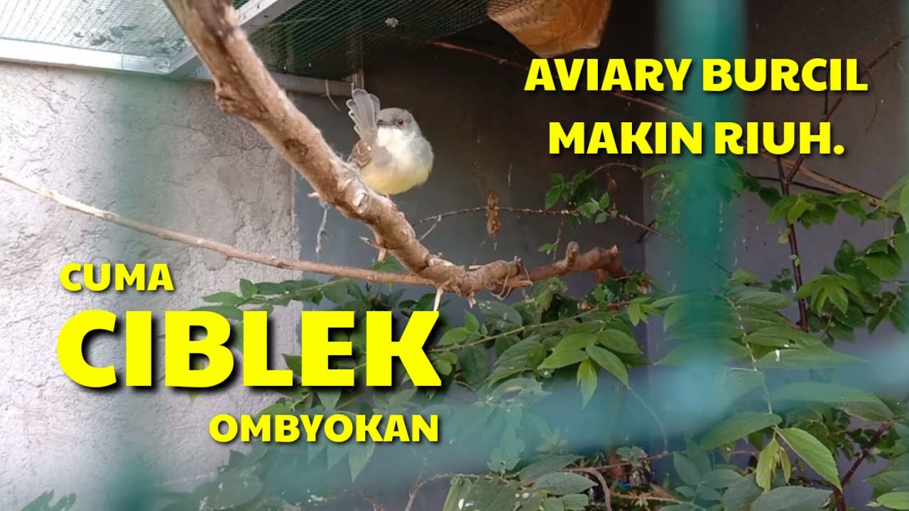 BUNYI CIBLEK OMBYOKAN DI AVIARY, GIRAS NYA BIKIN TEPOK JIDAT !! #AVIARY