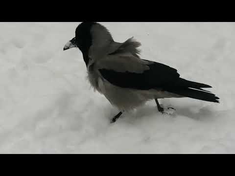 Пазлы для ворон. Босс снова в деле / DIY puzzle for the crows. Boss uses his brains