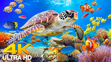 3 HOURS of 4K Underwater Wonders 🌊 Relaxing Ocean Music with Coral Reefs & Colorful Sea Life in UHD