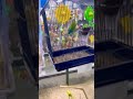 Pet Store Birds