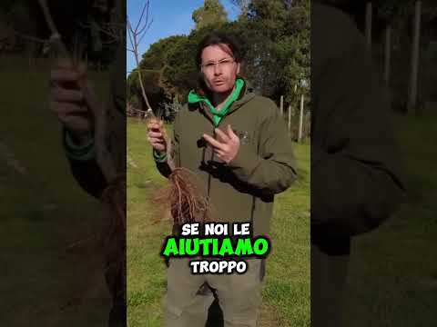 Video Perché le Piante a Radice Nuda Non Hanno Bisogno di sostegno per il vento ¦ GUARDA IL VIDEO COMPLETO