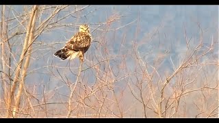 Rough legged Hawk and Northern Harrier, Mississippi River Flyway 2021 12 17 10 10 15 121
