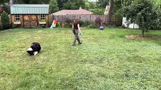 Day 165 of 365: Backyard Recall — Reinforcing Come When Called