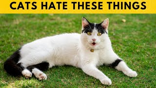 12 Things Cats Hate Most That You Should Stop Doing Right Now